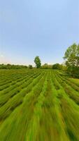 dynamique fpv drone vol plus de thé plantation dans chiang rai, Thaïlande. video