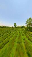 dynamisch fpv Drohne Flug Über Tee Plantage im Chiang Rai, Thailand. video