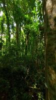 glatt Flug durch Grün tropisch Regenwald im Thailand. video