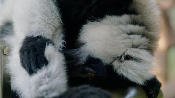 svart och vit lemur från madagaskar video