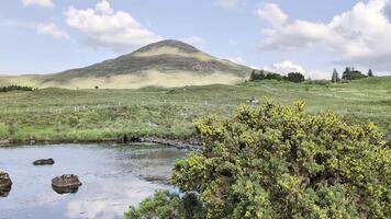 hermosa paisaje escenario, río con montañas y pino arboles reflexión, naturaleza antecedentes derryclare natural reserva a Connemara nacional parque, condado galway, Irlanda, fondo de pantalla video