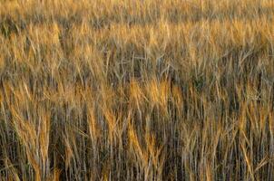 selectivo atención campo de trigo a verano puesta de sol foto