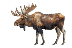 side view moose isolated on transparent background ,moose deer , png