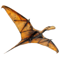 volante dinosauro isolato su trasparente sfondo ,pterodattilo , png