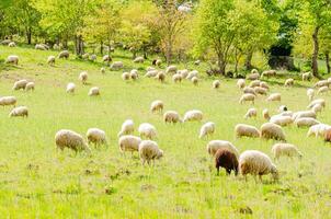 herd of sheep grazing in a grassy meadow photo