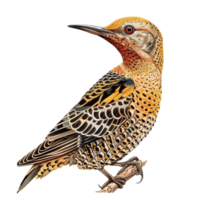 Northern Flicker Watercolor Painting isolated at transparent background With Flicker Effects png