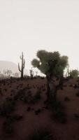 Desert Scene With Cactus Trees and Mountains video