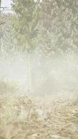 dimmig skog scen på gryning video