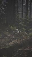 mistig bos bij dageraad video
