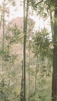 grupp av lång bambu träd i skog video