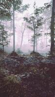 Foggy Forest With Dense Trees video