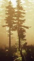 nebbioso foresta con alto alberi video