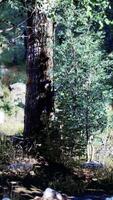 solljus filtrering genom skog träd video