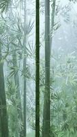 Bamboo Tree in Forest video