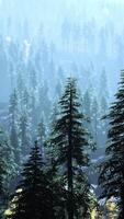 Dense Pine Forest Landscape video