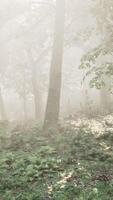 Dense Fog Blanketing Lush Forest video
