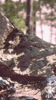 Sunlit Forest Rock Formation at Dusk video