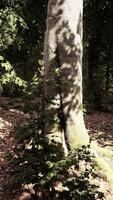 majestueux arbre imposant dans forêt video