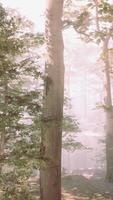 hoch aufragend Bäume im üppig Wald video