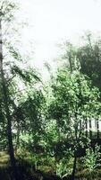 luz solar filtrando através árvores dentro floresta video
