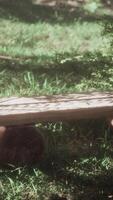 Wooden Bench on Lush Green Field video