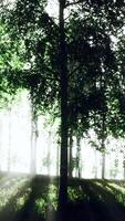 Sol lyser genom träd i skog video