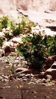 Close-Up of Rocks and Plants on Ground video