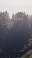grupo do árvores em Colina dentro névoa video