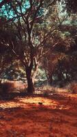 Group of Trees Standing in Dirt video