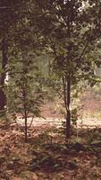 Wooded Area With Trees and Leaves video