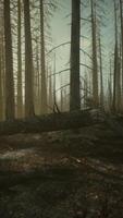 Towering Trees in Dense Forest video