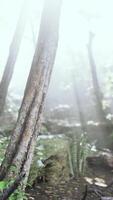 nebuloso floresta preenchidas com árvores video