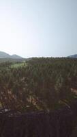 Aerial View of Forest and Mountains video