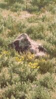 groß Felsen im Feld von hoch Gras video