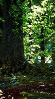 luce del sole filtraggio attraverso denso foresta baldacchino video