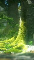 Moss Covered Tree Trunk in Forest video