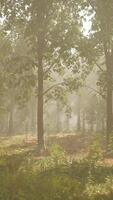 Foggy Forest With Dense Trees video