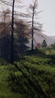 grappe de des arbres dans prairie video
