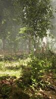 brumeux forêt avec dense des arbres video