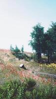 campo com vermelho flores e árvores em uma Colina video