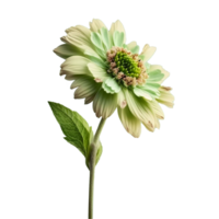 A Flower isolated on transparent background png