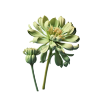 A Flower isolated on transparent background png