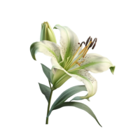 A Flower isolated on transparent background png