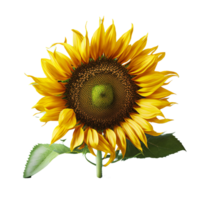 A Flower isolated on transparent background png