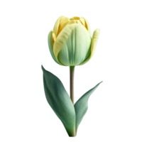 A Flower isolated on transparent background png