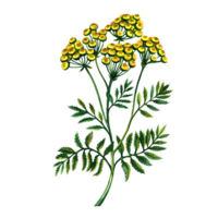 medicinal tansy. farmacia erva. aguarela mão desenhado ilustração. isolar. útil chá, medicinal ervas. para embalagem, rótulo, farmacia bandeira layout. para cartazes, cartões postais. png