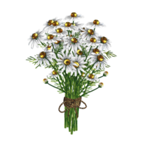 Bouquet of daisies tied with a linen rope in a bow. Medicinal, pharmaceutical herbal tea. Watercolor hand drawn illustration. Isolate. For design solutions for packaging, labels. png