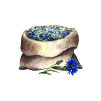 Cornflower officinalis, medicinal herb, dried, crushed in a linen bag. Watercolor hand drawn illustration. Isolate. For banner, flyer, poster, product packaging and label. png
