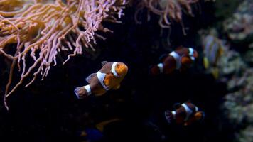 anfiprião ocellaris Peixe-palhaço nemo Vancouver aquário dentro britânico Colômbia peixe natação fundo calmante para música queda adormecido às noite relaxar tela poupador espaço para texto marinho oceano vida video