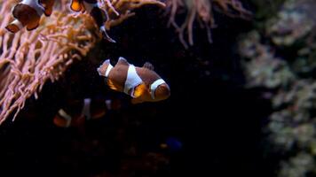 anfiprión ocellaris pez payaso nemo Vancouver acuario en británico Columbia pescado nadando antecedentes calmante para música que cae dormido a noche relajarse pantalla ahorrador espacio para texto marina Oceano vida video